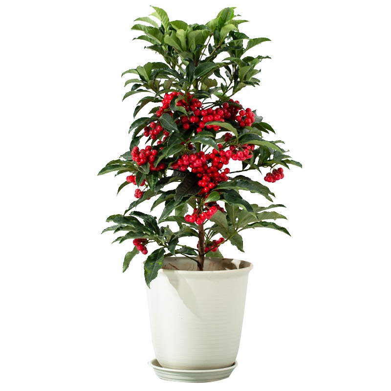 富贵籽盆栽带果发货黄金万两室内盆栽金玉满堂富贵籽盆景耐寒花卉