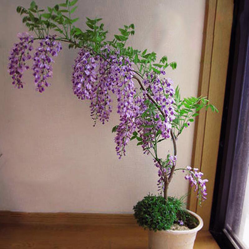 紫藤花树苗爬藤植物多花庭院楼顶公园围墙绿植花卉长穗藤本植物