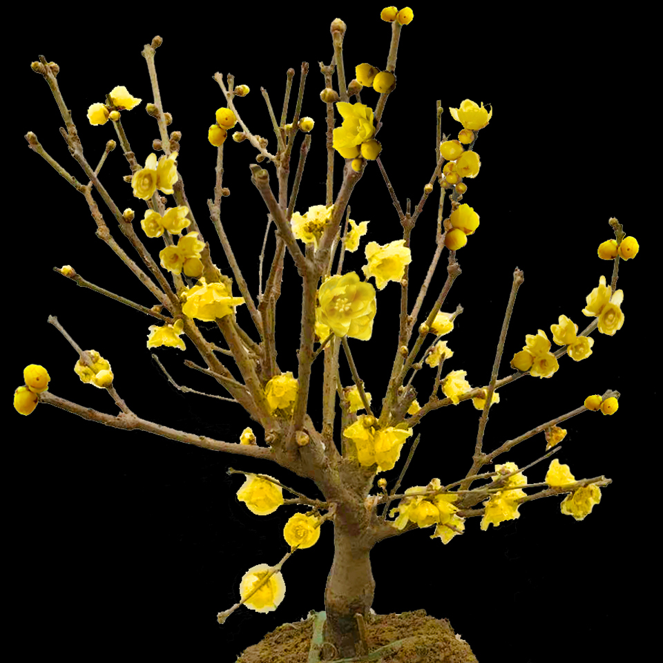 素心腊梅老桩盆景耐旱腊梅花耐寒浓香型庭院阳台盆栽植物一物一拍