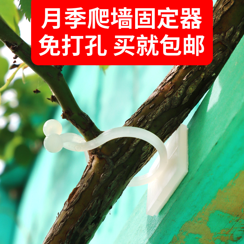 月季爬墙固定神器爬藤绿萝固定器卡扣挂墙壁式绿箩卡扣卡子固定夹