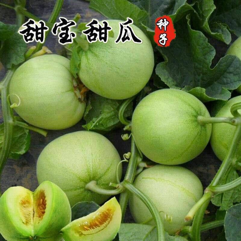 日本甜宝甜瓜种子薄皮香瓜种籽春秋四季播阳台盆栽脆甜水果孑