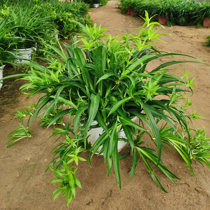 大盆青叶吊兰金边吊兰盆栽室内办公室净化空气吸甲醛绿植观叶植物