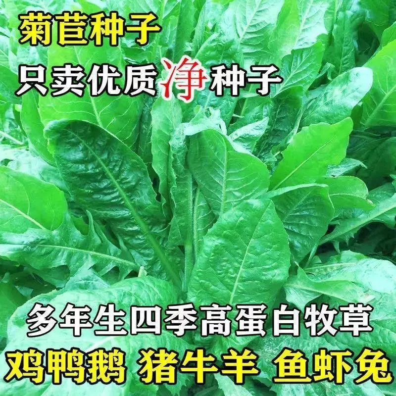 高产菊苣种子大叶菊苣草多年生四季牧草种子猪牛羊鸡鸭鹅鱼草种籽