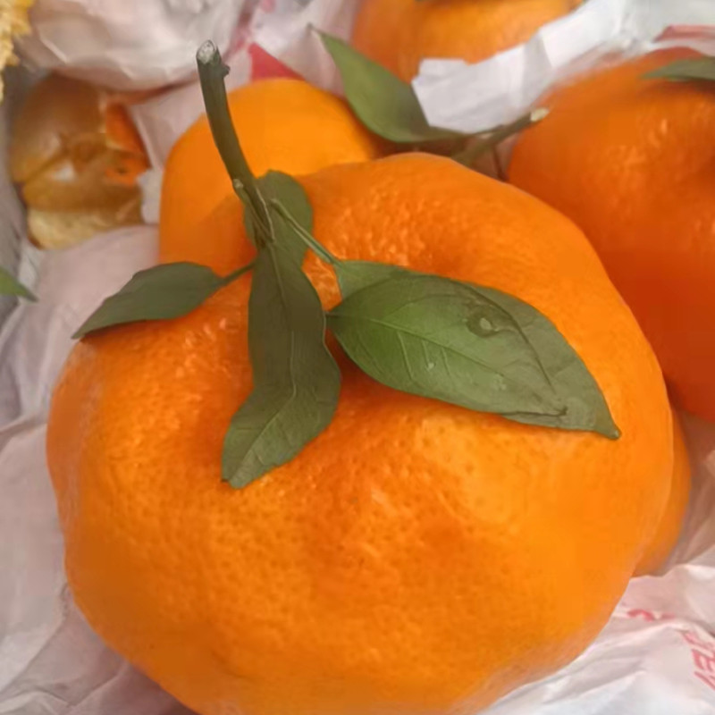 甘平当季新鲜水果高糖低酸新品柑桔四川眉山丹棱净重5斤现摘现发