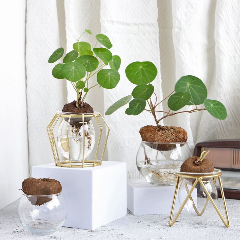 堇年造景室内水培山乌龟绿植盆景办公室桌面趣味植物圆叶爬藤造型