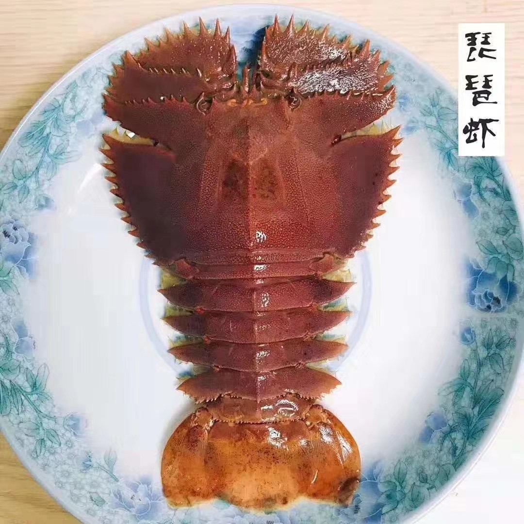 宁波石浦海鲜海捕九齿扇虾鲜活琵琶虾（鲜活发货，保鲜不保活）