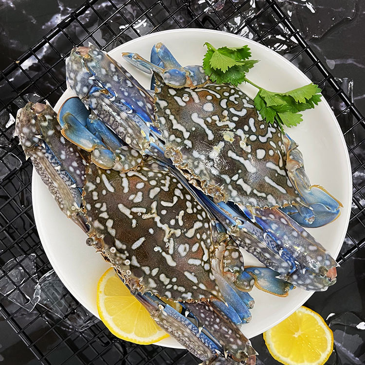 北部湾新鲜花蟹冷冻海鲜肉质鲜美自家小船捕捞