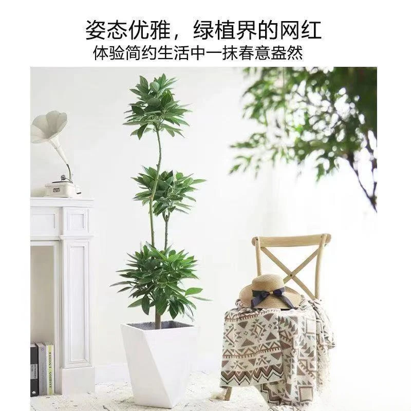 平安树大型绿植盆栽大客厅幸福树四季常青绿色植物花卉办公室包邮