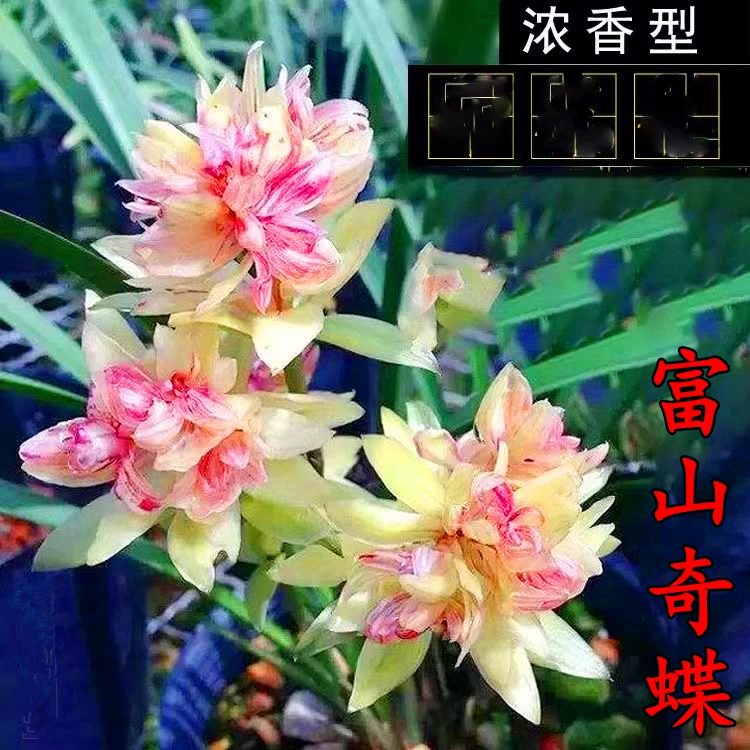兰花苗四季建兰浓香型富山奇蝶奇花好养绿植花卉盆栽室内