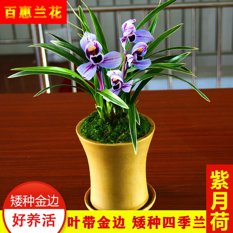 兰花苗【紫月荷】矮种金边花盆栽绿植室内四季兰绿植客厅办公室