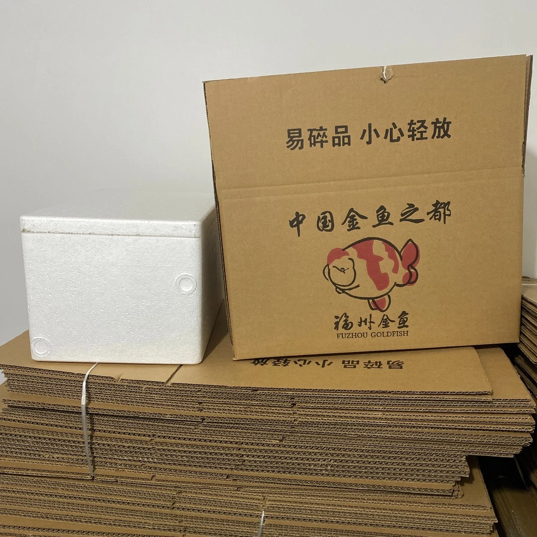 金鱼 兰寿活体观赏鱼泡沫箱保护金鱼箱子（一次性损耗物品，不退换）
