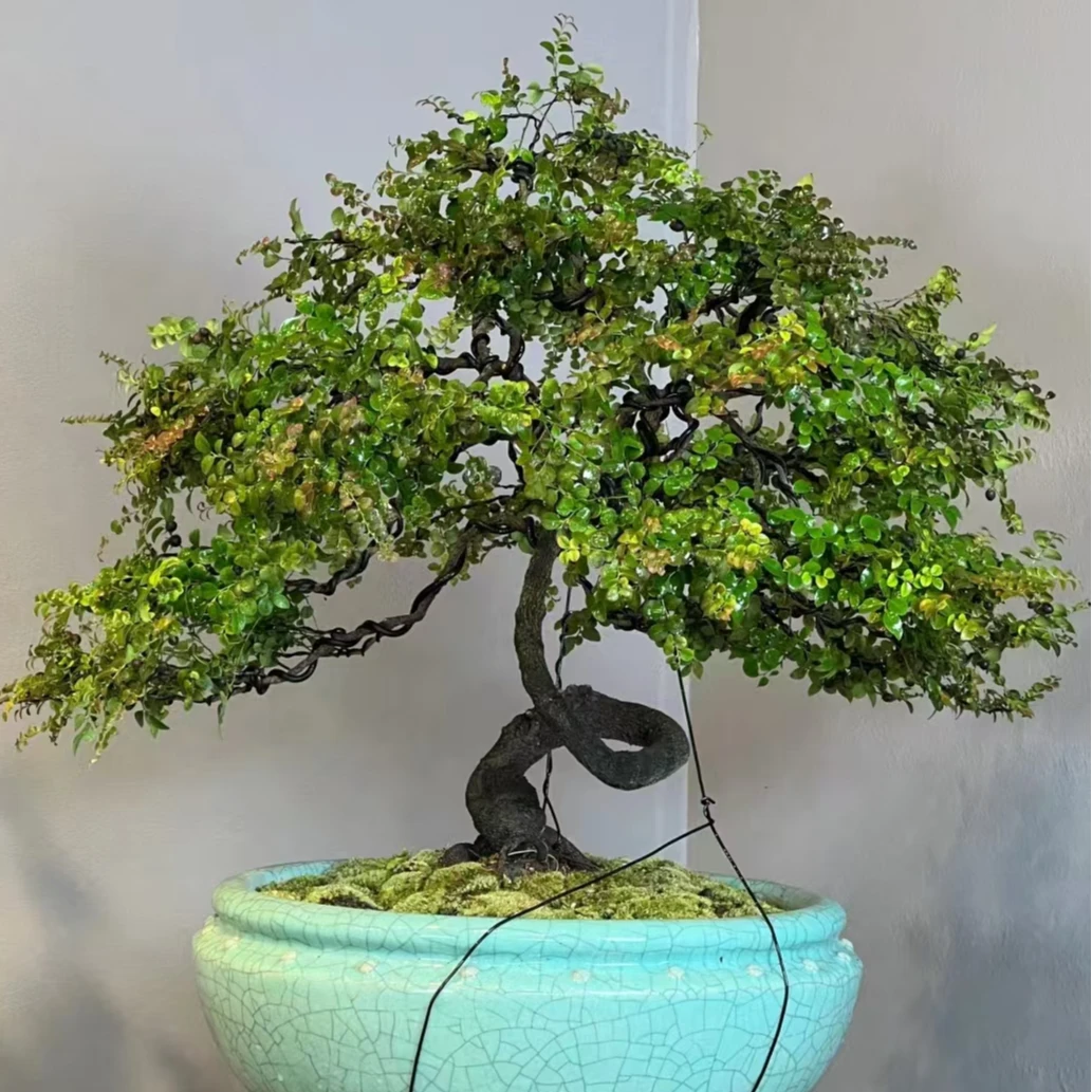 小叶赤楠盆栽植物好养