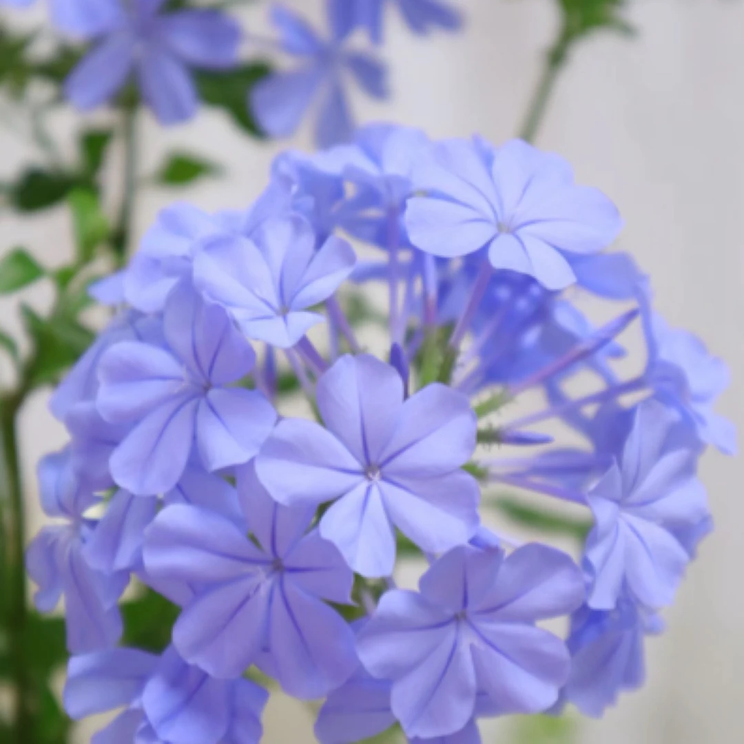 蓝雪花红雪花白雪花耐热多年生室内外阳台庭院绿植花卉