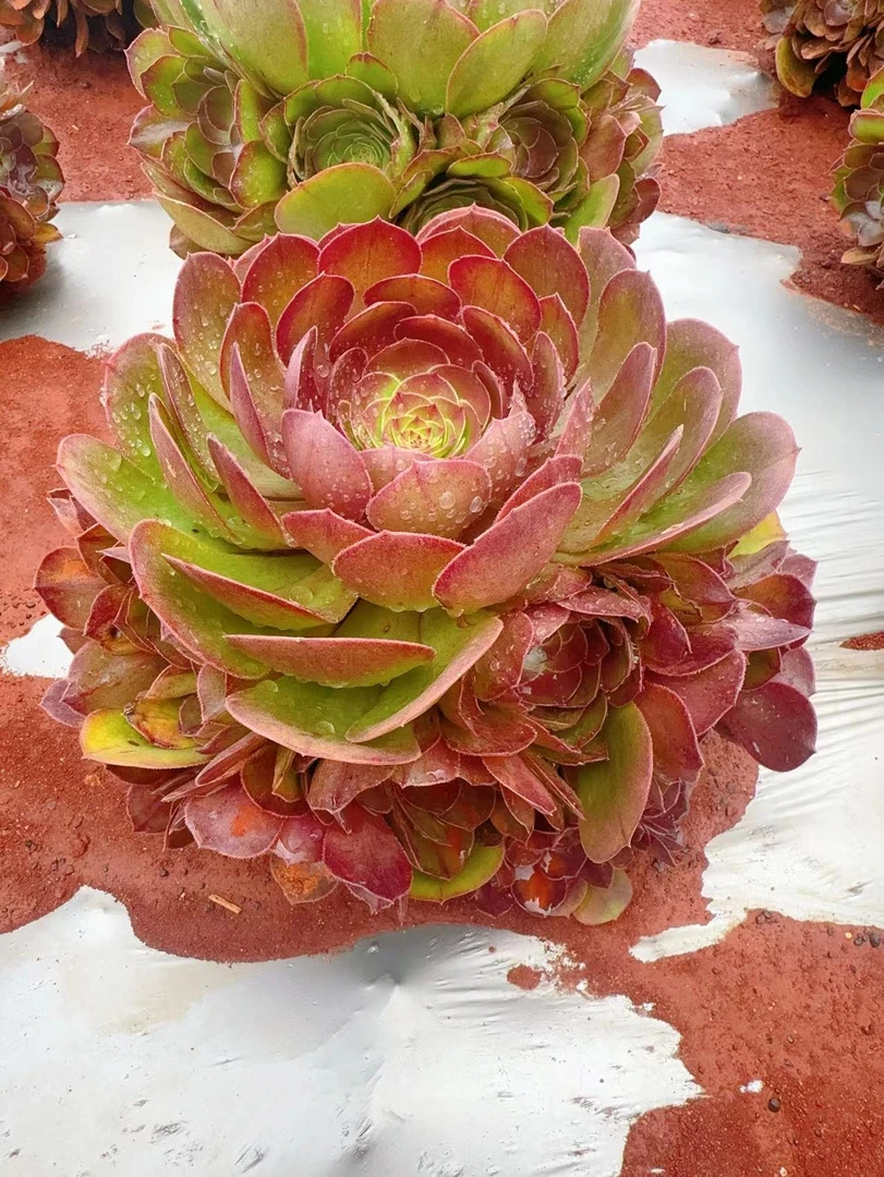 【万圣节】 新手必拍 好看好养 多肉植物云南昆明发货