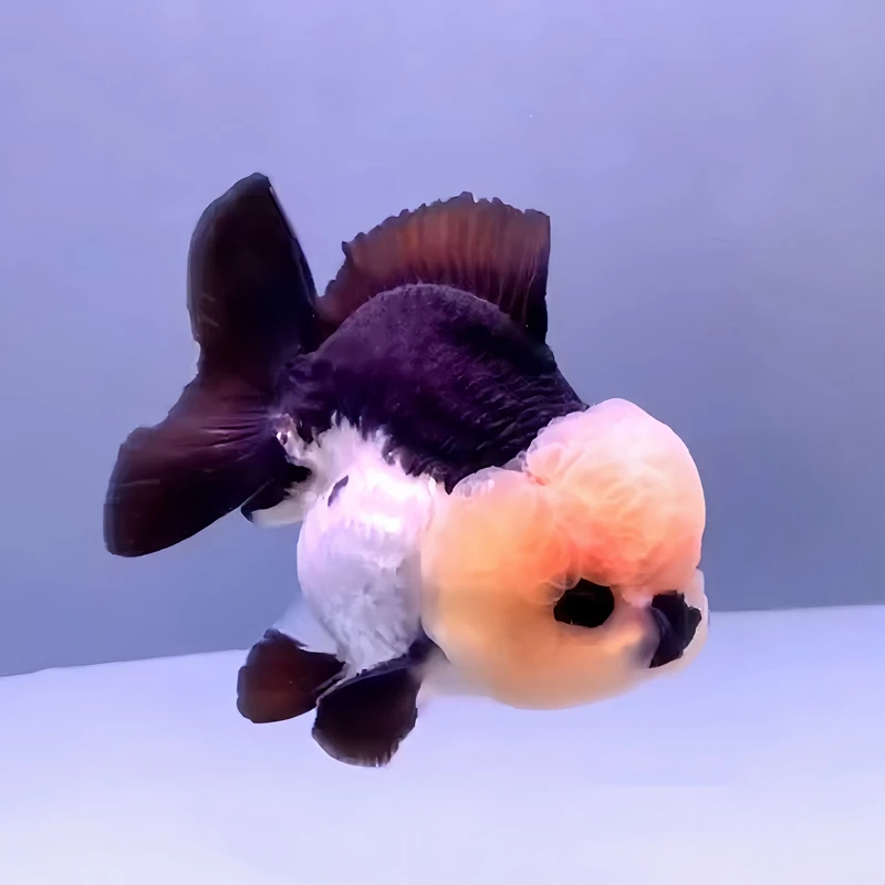 玛丽金鱼精品黑白熊猫三色泰狮f1冷水观赏鱼苗（无开箱视频不售后）