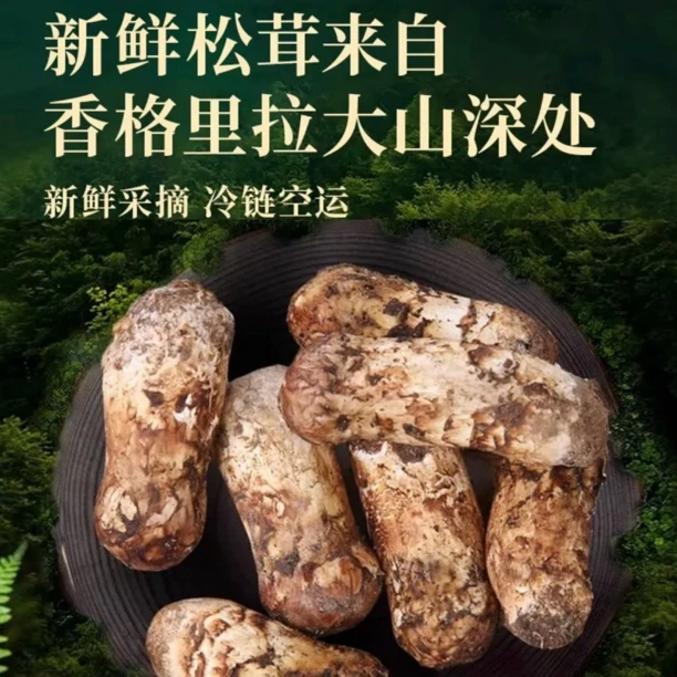 【卓玛自采】云南香格里拉当天新鲜松茸500-1000克顺丰冷链空运包邮