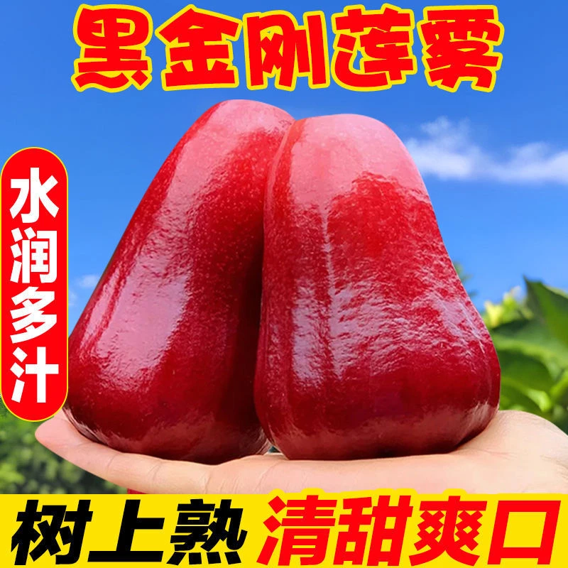 【全疆包邮】果王海南黑金刚空运莲雾一件净重1.2公斤左右新鲜当季
