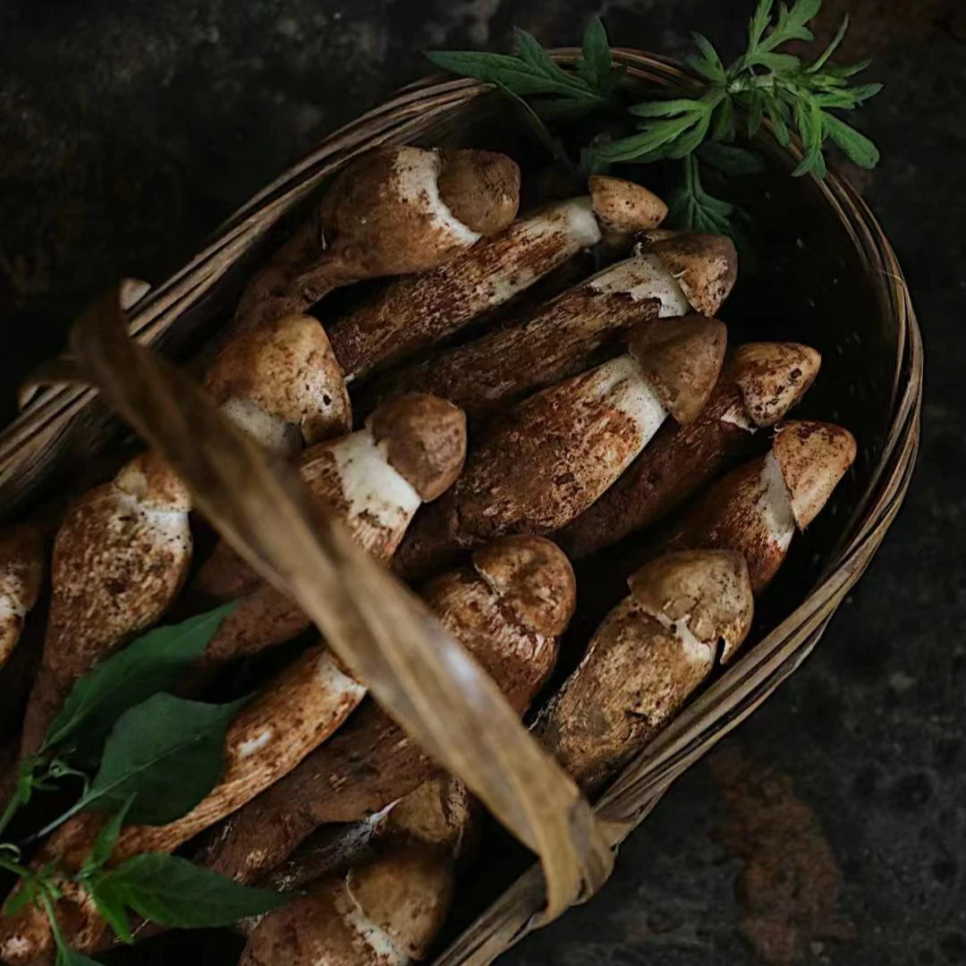 四川云南高海拔鲜鸡枞菌产地直发顺丰空运新鲜产品