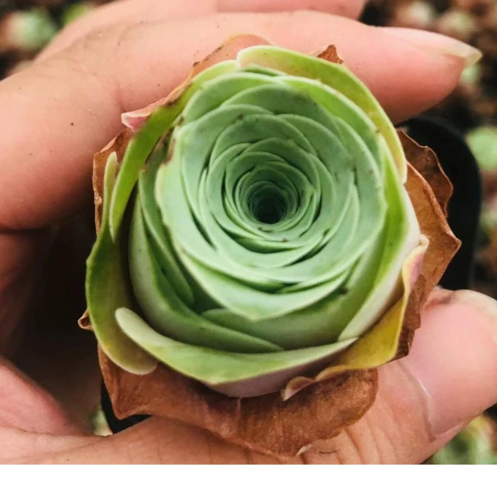 山地玫瑰大长腿美人多肉植物防辐射美观紫色粉色夏季红色冬季橙色