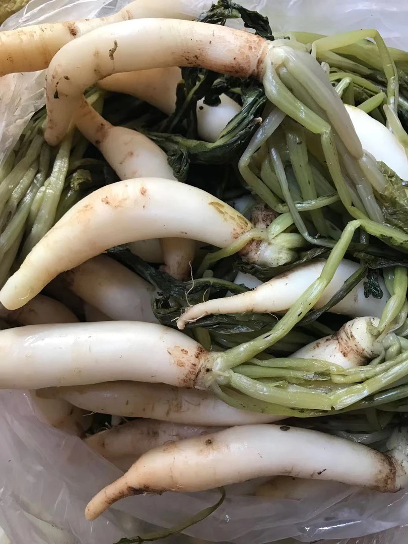 广西灵山新鲜萝卜菜微酸脆味道3／5斤