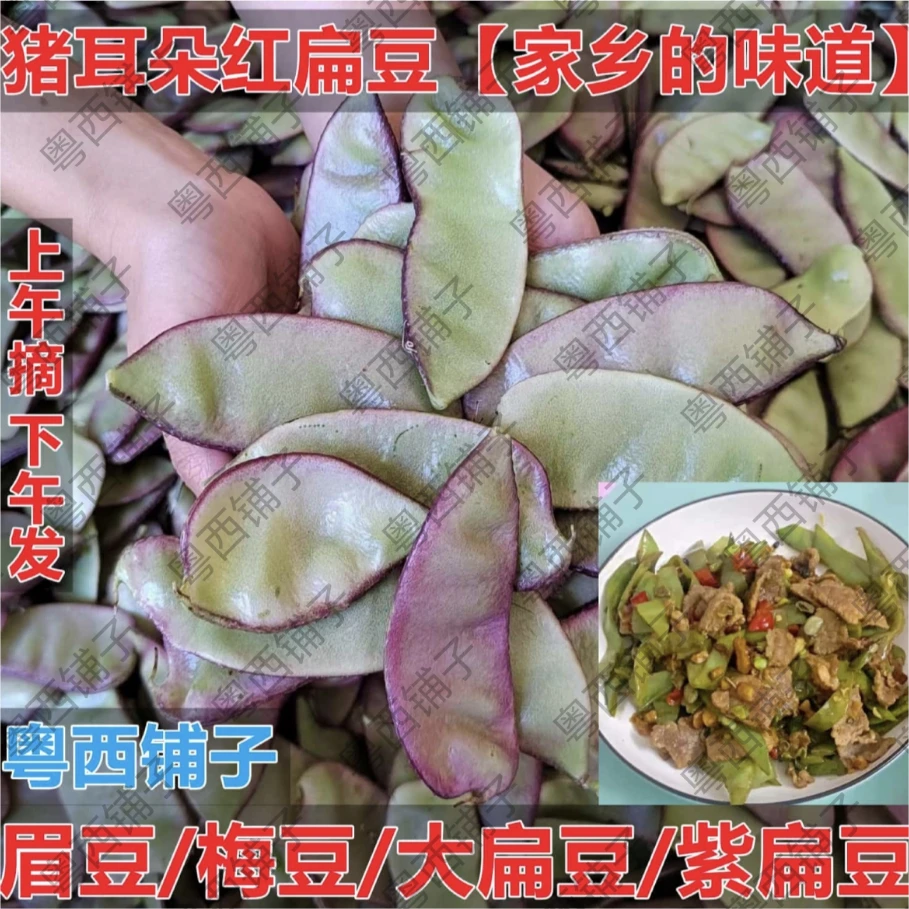 【10万人看过】猪耳朵红扁豆新鲜扁豆角广东现摘眉豆梅豆油豆角腌5