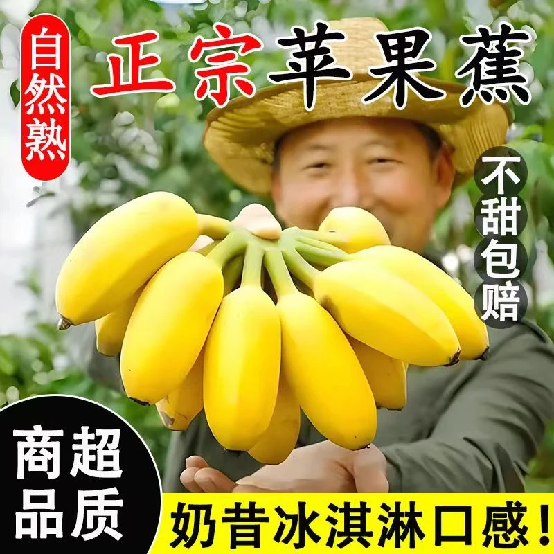 【单果90克起】正宗苹果蕉广东当季新鲜水果孕妇香蕉批整箱不打药5