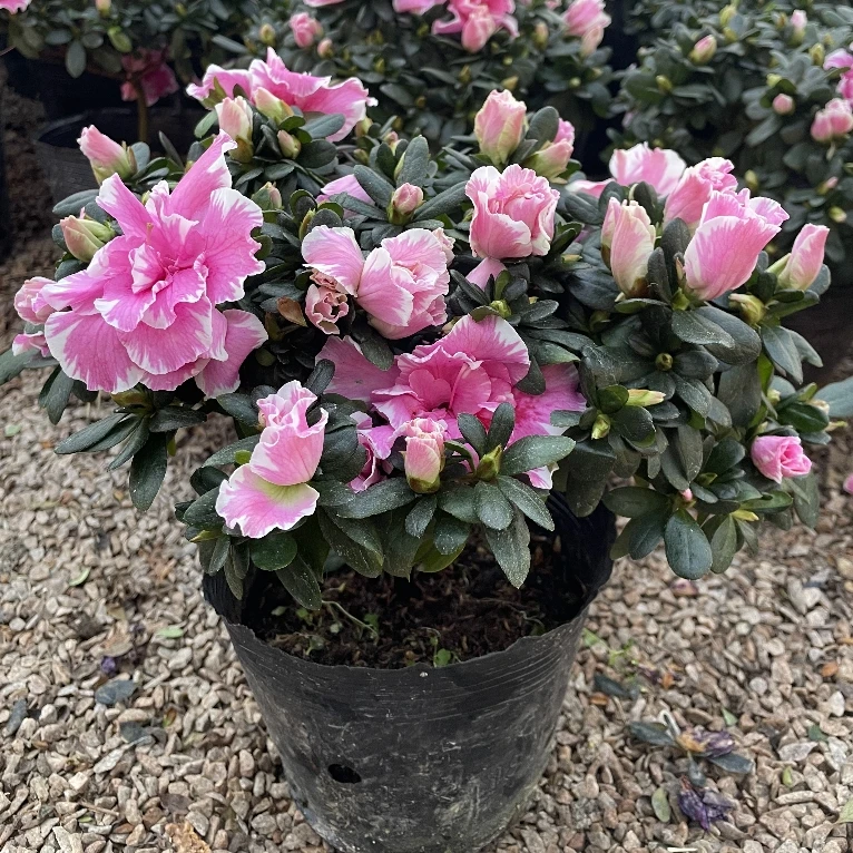 桃雪杜鹃花5年大苗盆栽开花植物南方北方地栽原土原盆带花发货