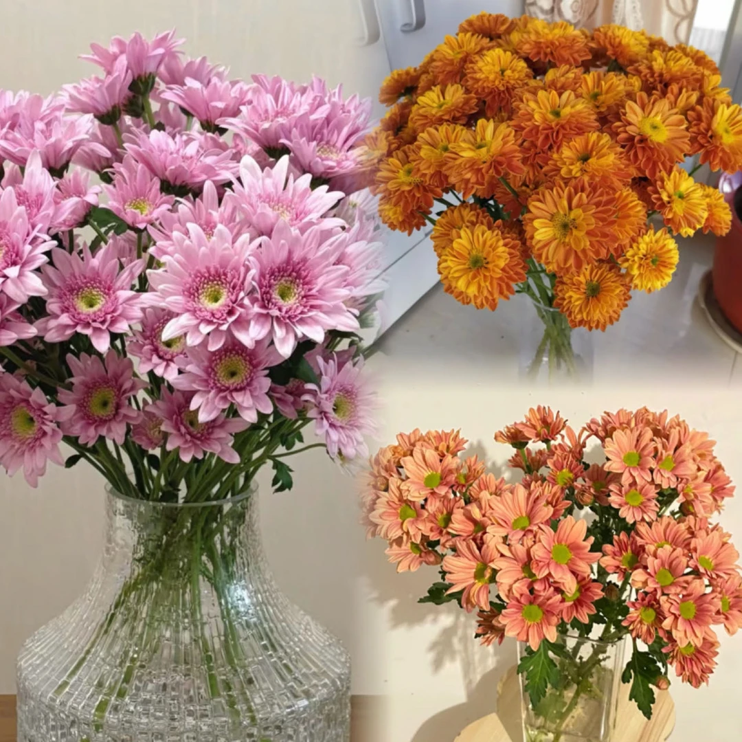 【藩篱匠人/小雏菊】A级 花期持久 小雏菊