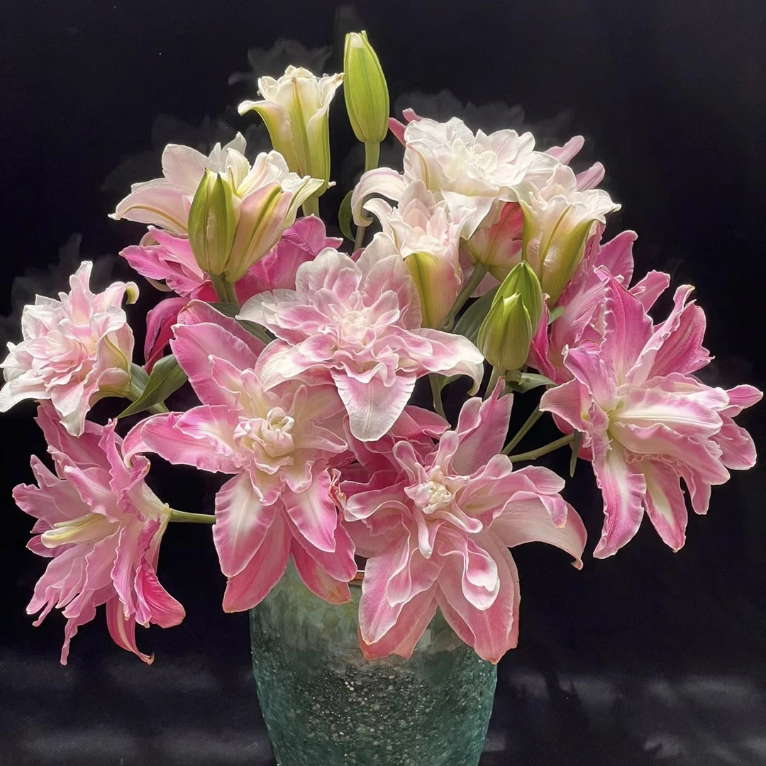 【藩篱匠人/莲花惊奇】A级 莲花系列 浓香新鲜重瓣百合