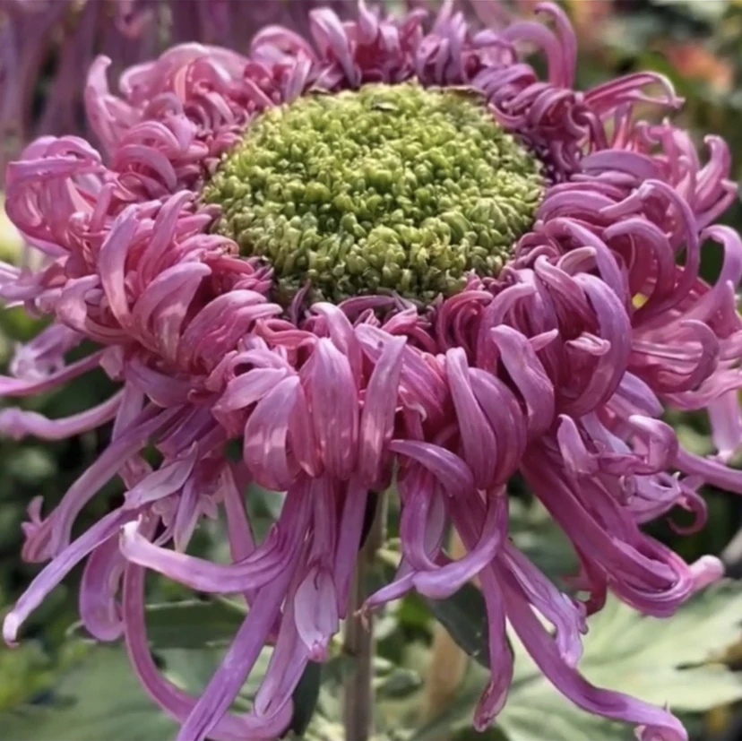 【盘龙献绿】大花菊花盆栽九月菊耐寒新手好养四季开花室内绿植花卉