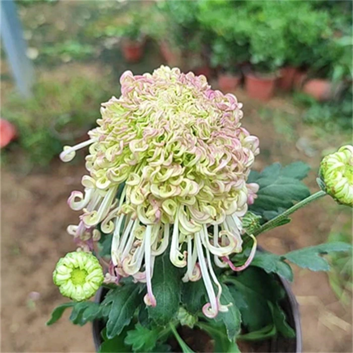 【碧玉勾盘】菊花盆栽带花苞发货新手好养活耐寒花期四季开花绿植