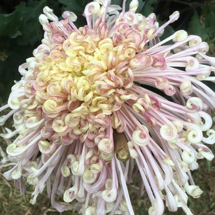 【夜明珠】菊花盆栽大花带花苞发货好养活室内外耐寒盆栽绿植花卉