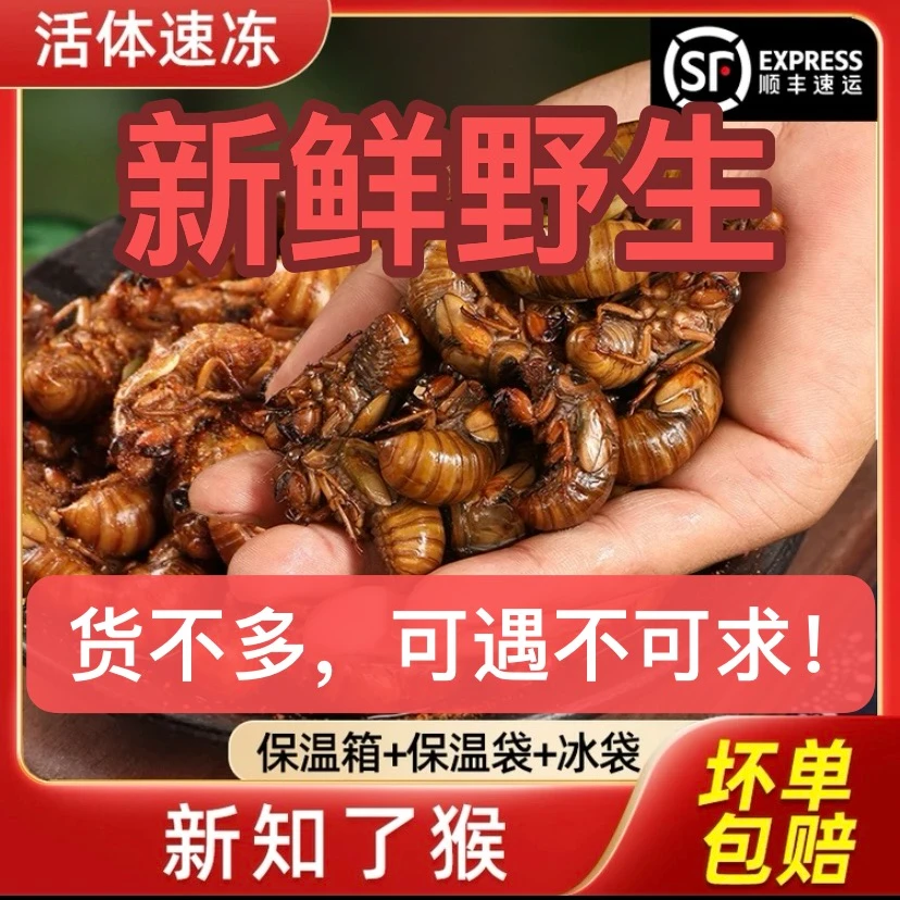 2024年纯野生杜仲金蝉顺丰包邮！