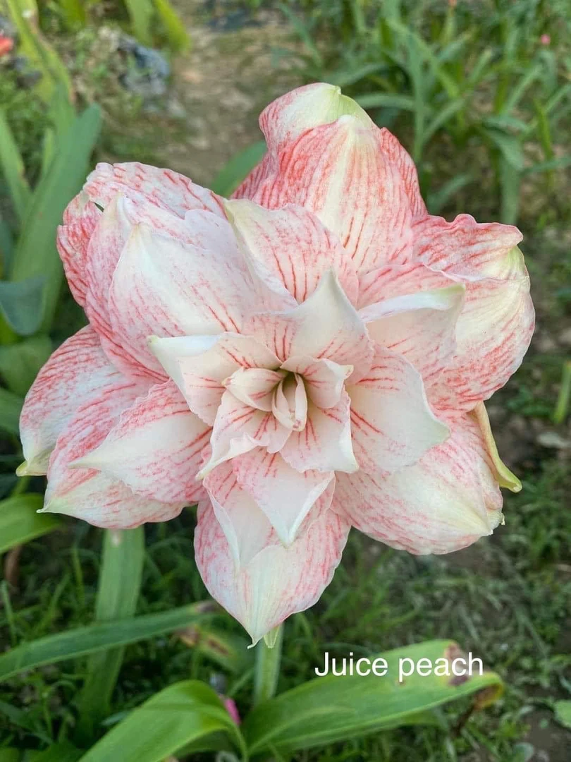 S孤挺花园 越南朱 桃子汁