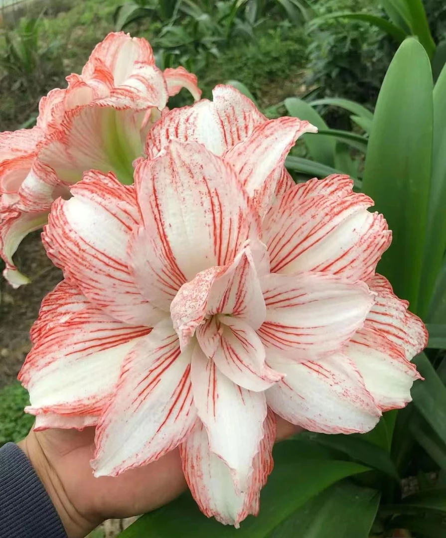 S孤挺花园  Mc10 裸球