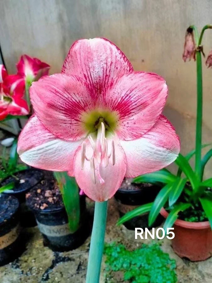 S孤挺花园 越南朱 RN05 裸球