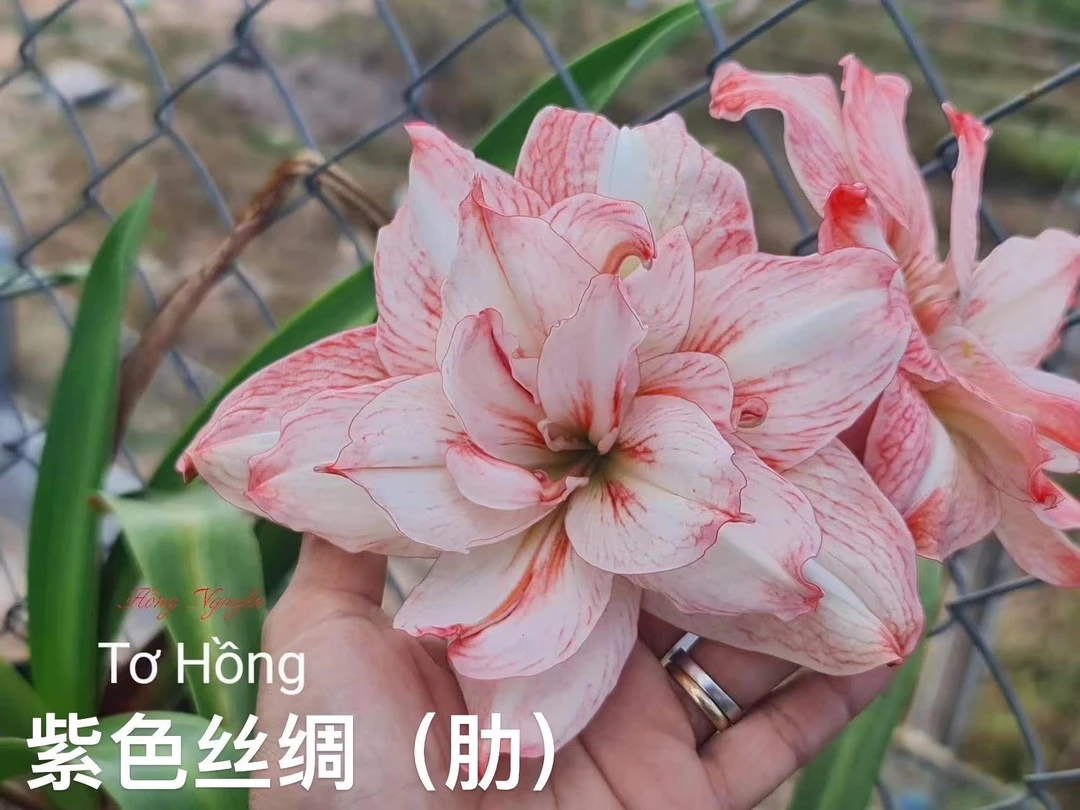 S孤挺花园 紫色丝绸（肋）裸球