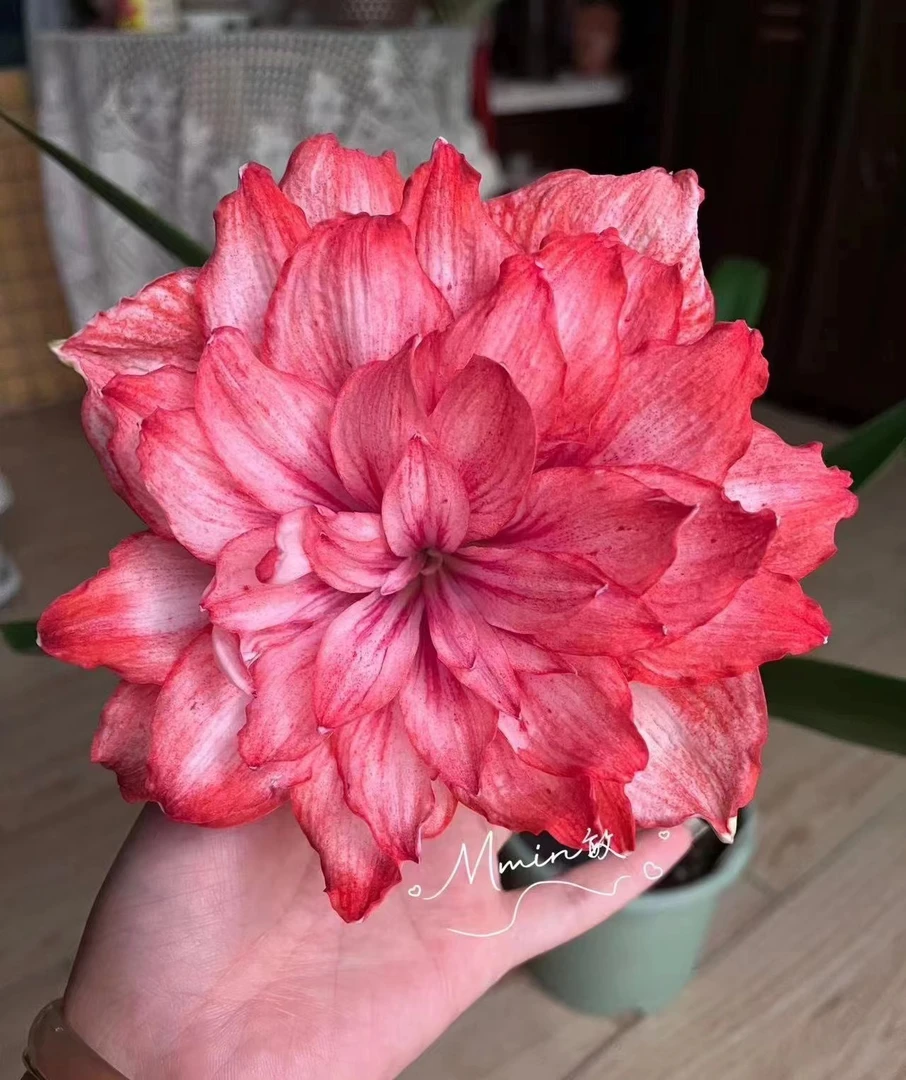 S孤挺花园 Nkt-8 裸球