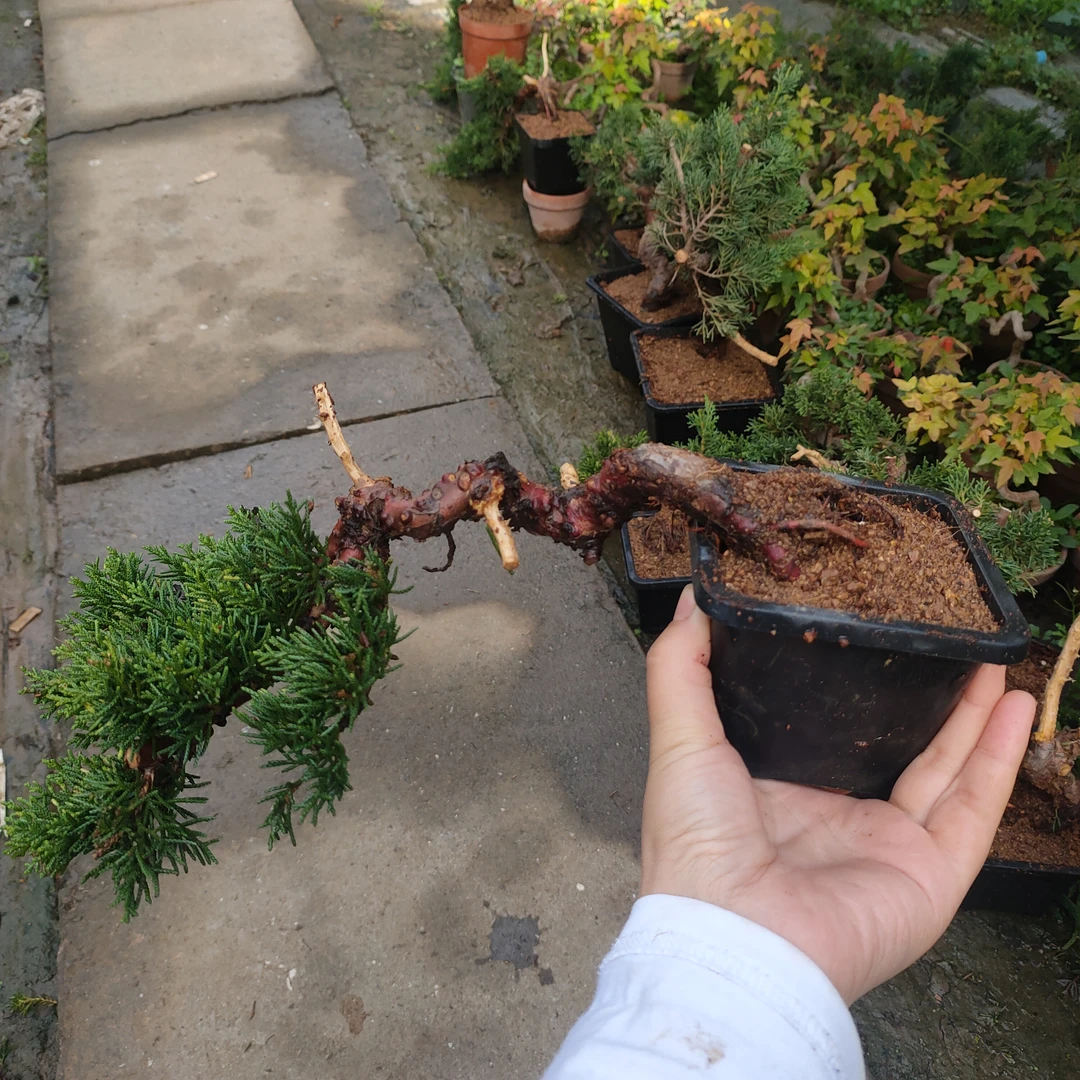 微盆小景    济州素材