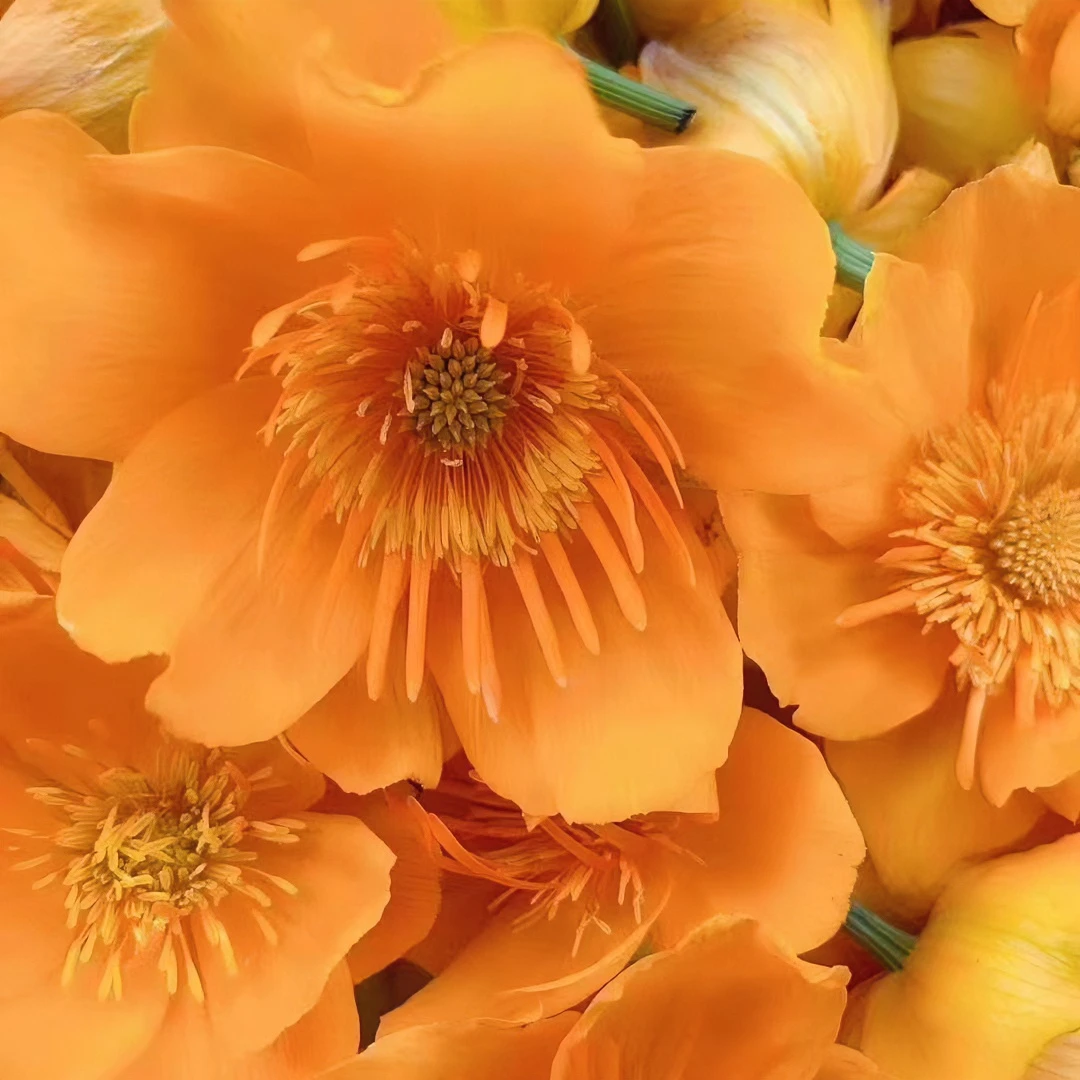 东北黑龙江大兴安岭金莲花  初级农产品 干花泡水