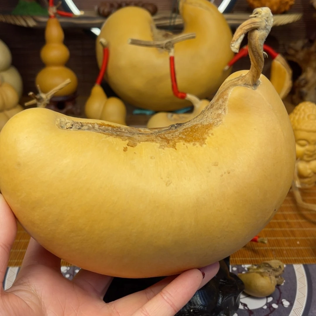 【闪购商品】铜葫芦枫*