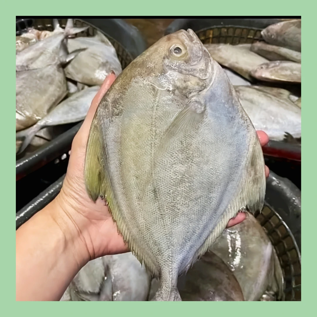 本港海鲜野生新鲜黑鲳鱼7条装【3-3.5斤】广东茂名博贺港发货包邮