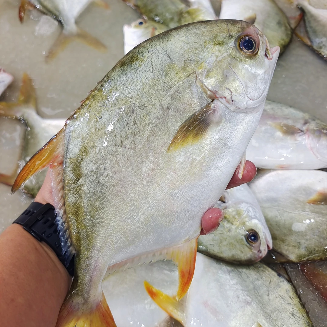 【马鲛仔海产】大号新鲜金鲳鱼 400-500g/条 5条装 顺丰包邮 博贺港