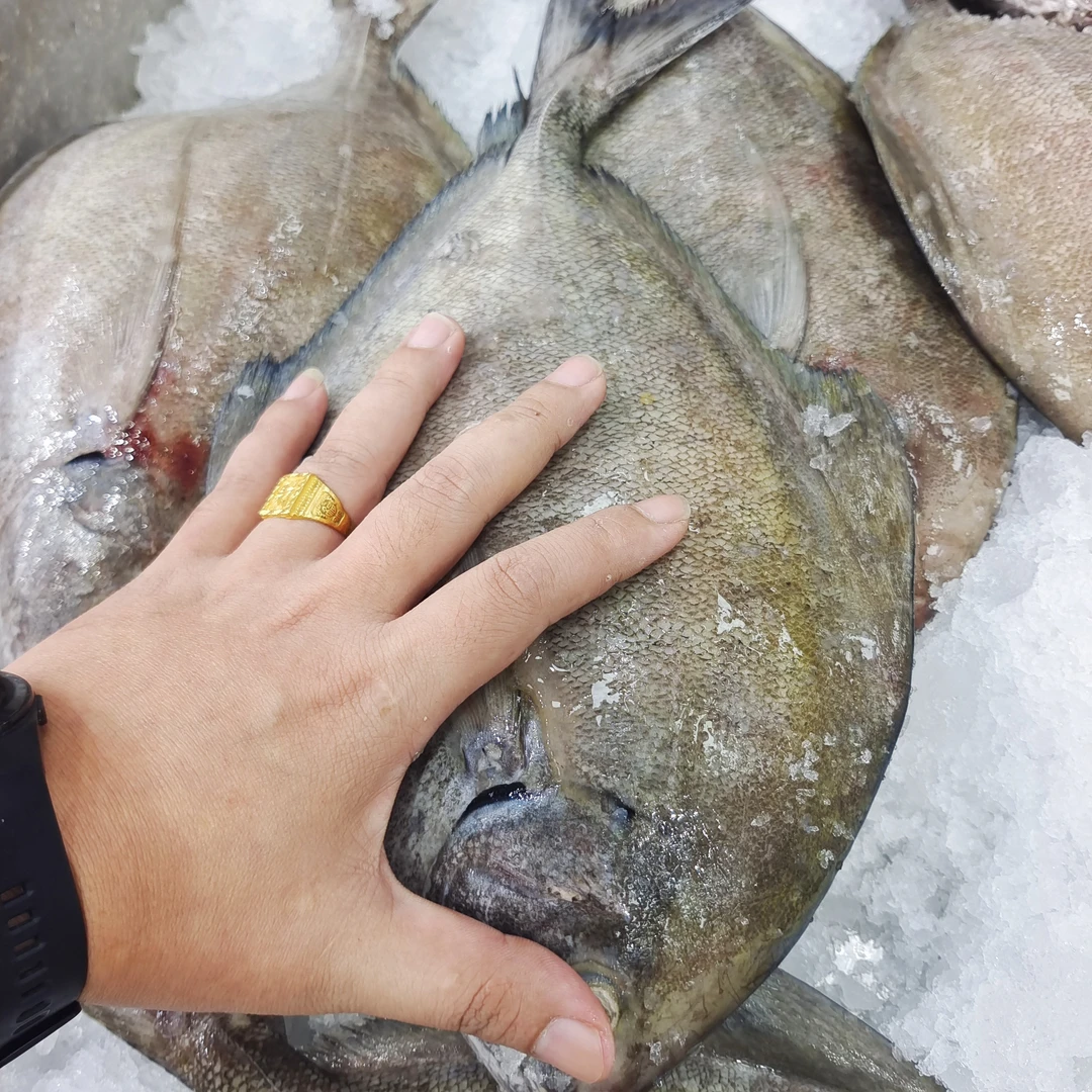 开渔偿鲜价 特大乌鲳鱼4条装9两-1.1斤条 广东茂名博贺港包邮