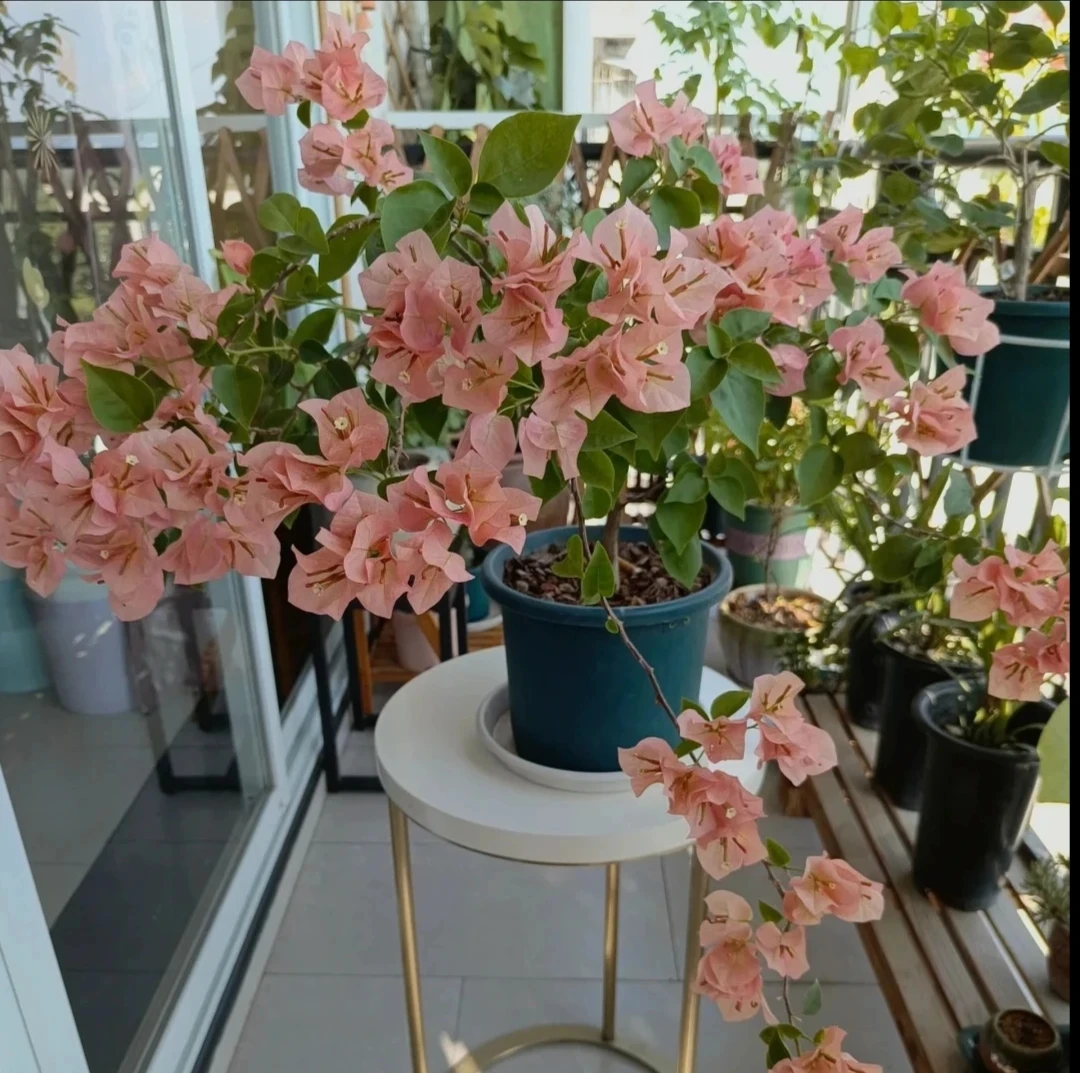 【绿叶马斯三角梅】四季开花好养活盆栽阳台庭院勤花品种