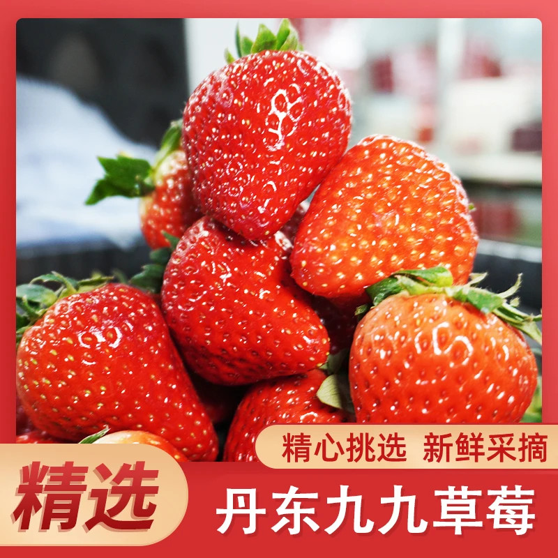 【丹东九九草莓】现摘现发新鲜红颜99奶油草莓坏果包赔京东顺丰包邮