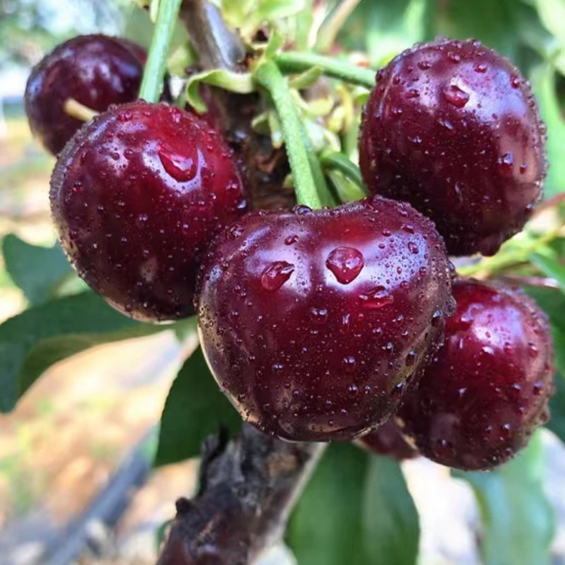 现摘【大连美早】大樱桃2-5斤J新鲜水果应季脆甜坏果包赔顺丰空运