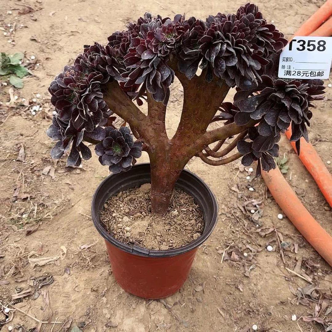 妍*噜358欧子缀多肉植物