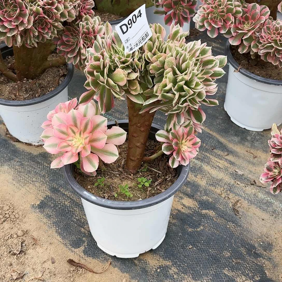 随****9904粉女巫缀多肉植物