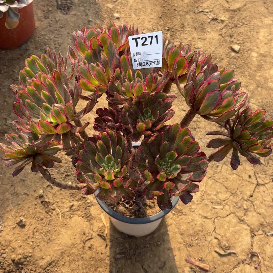 二**楚271紫霞多肉植物